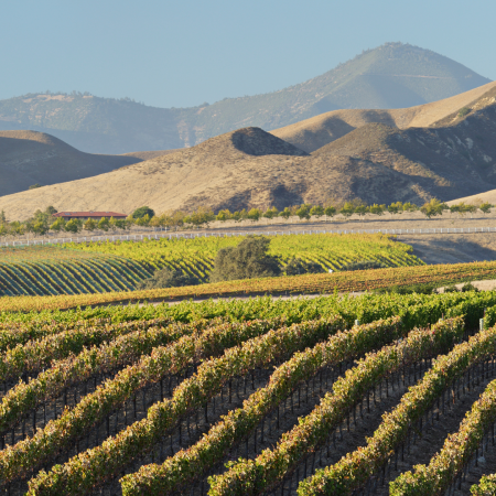 Les vignes françaises en Californie