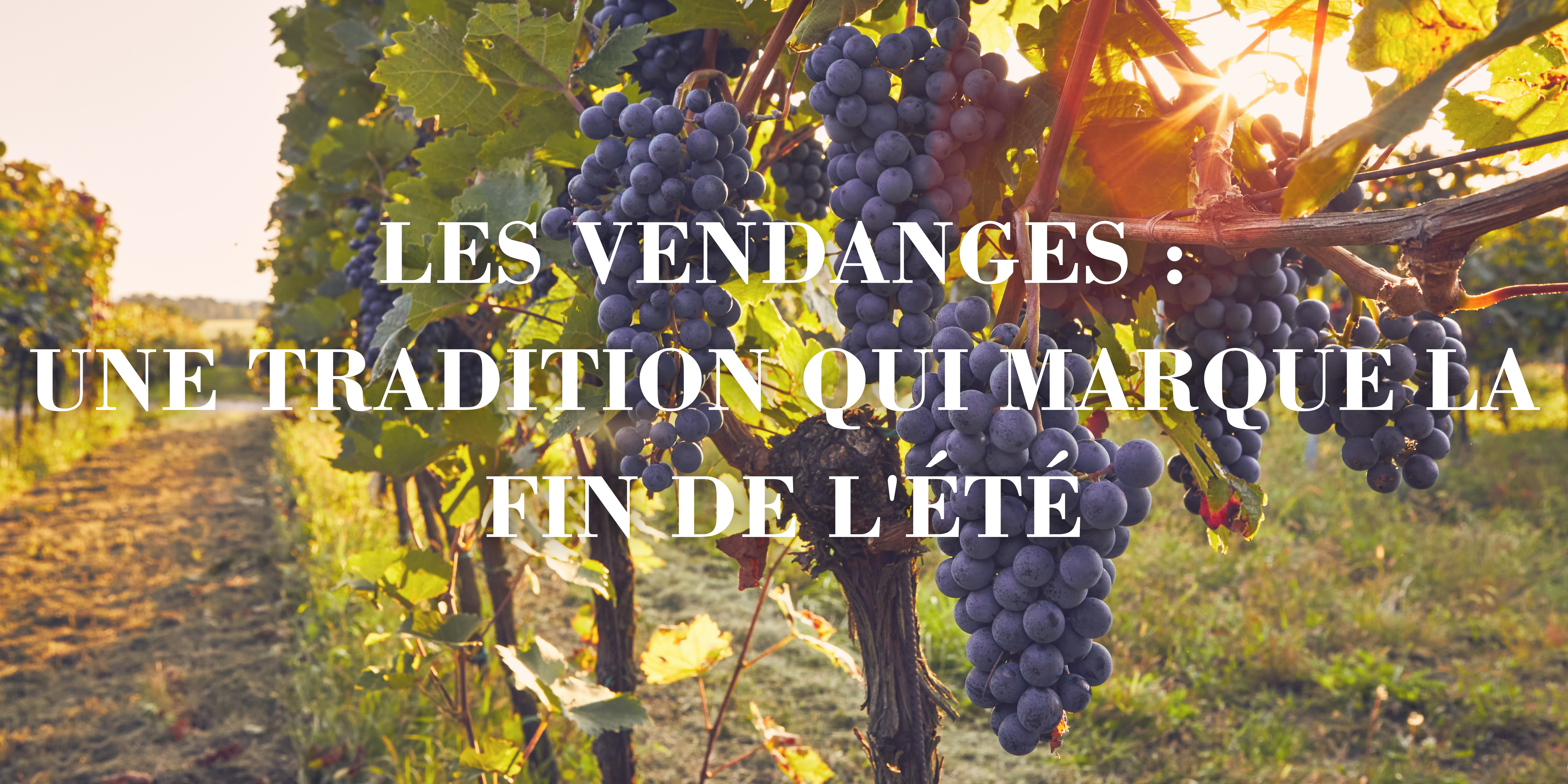 Les vendanges : une tradition qui marque la fin de l'été