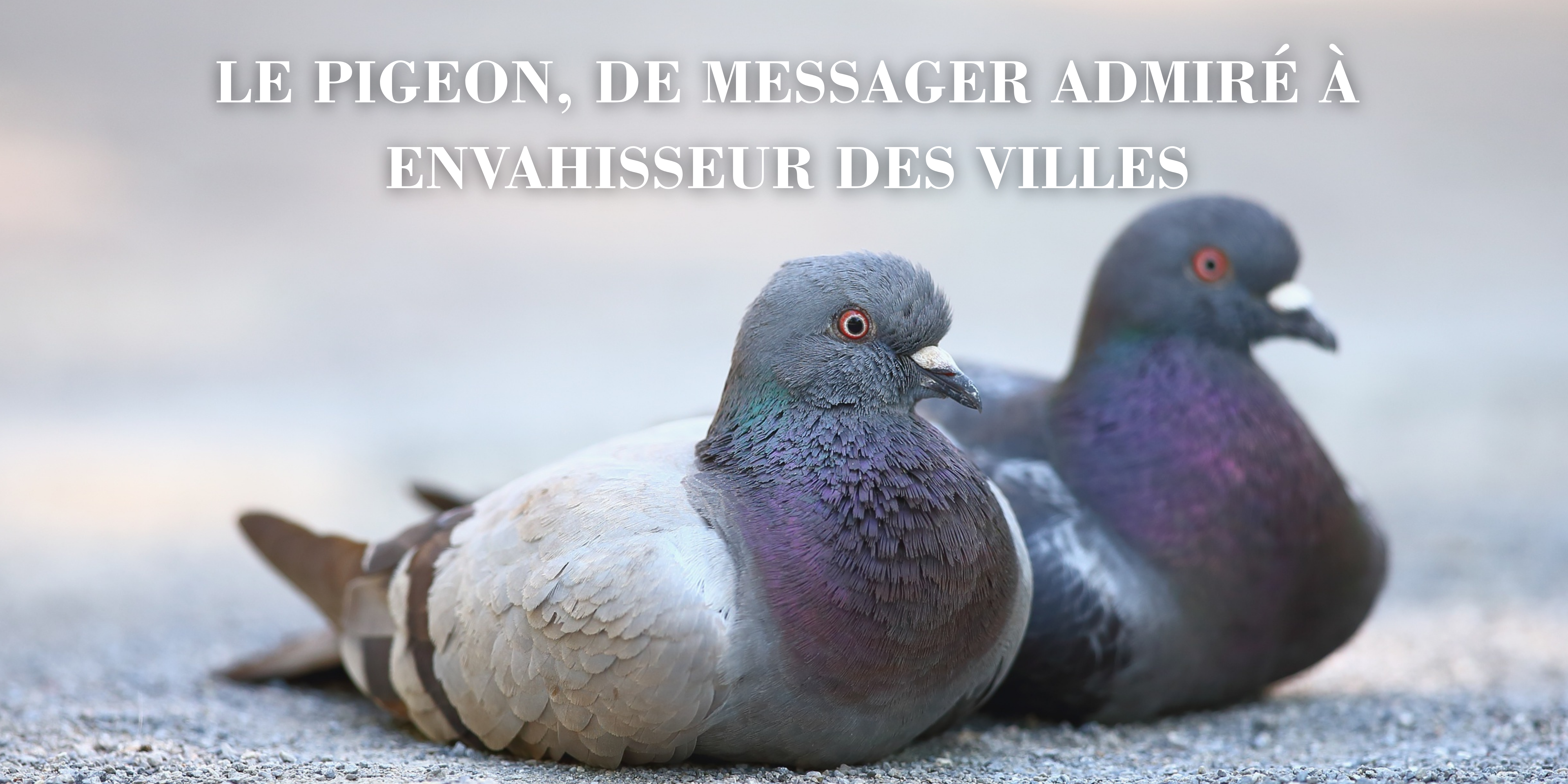 Le pigeon, de messager admiré à envahisseur des villes
